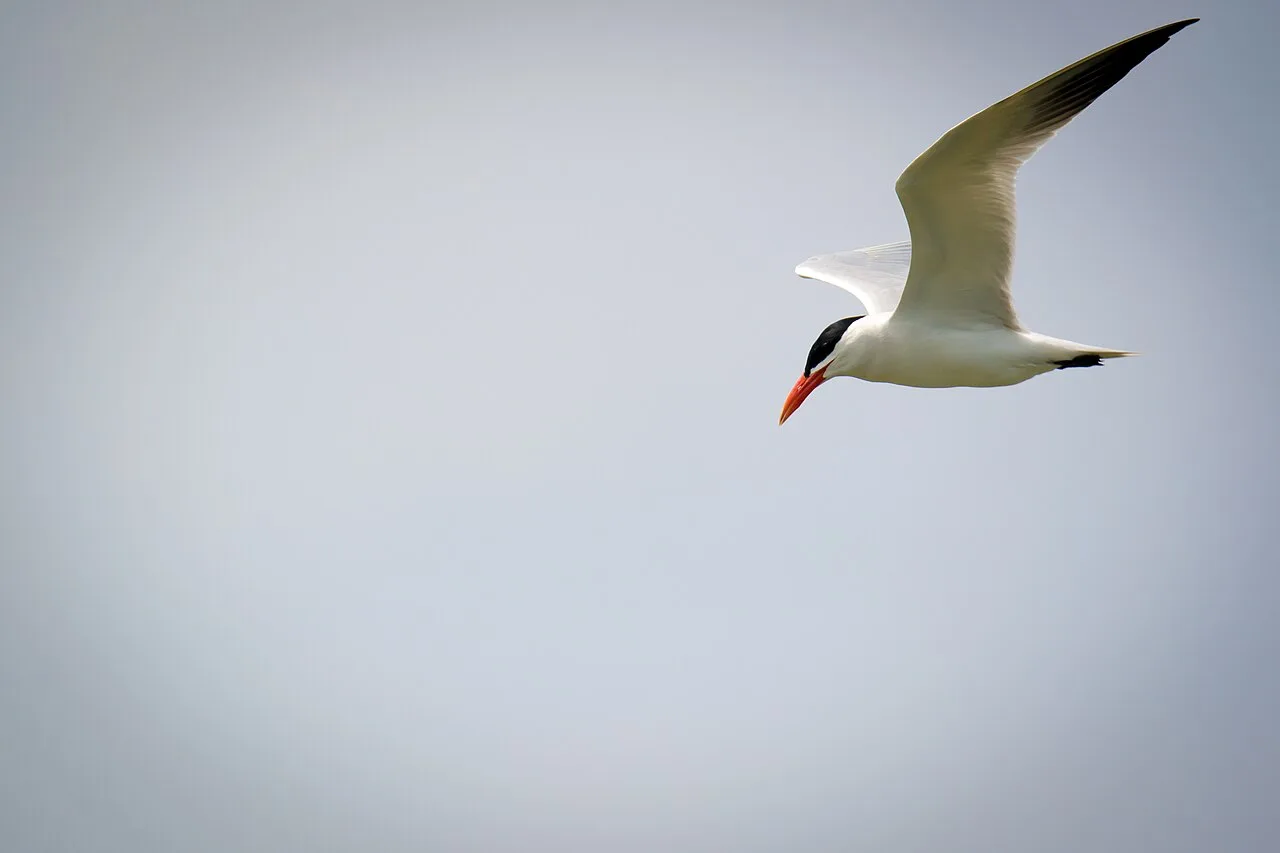 Caspian tern