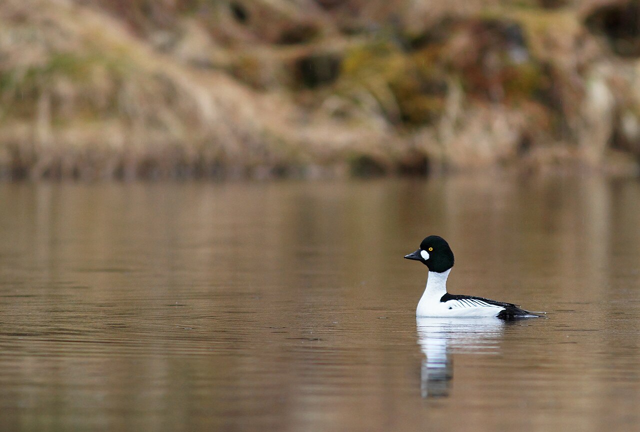 Common goldeneye