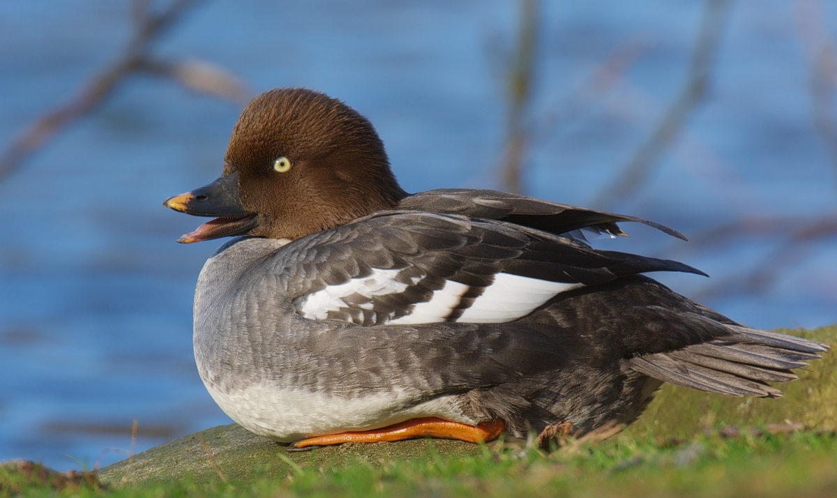 Common goldeneye