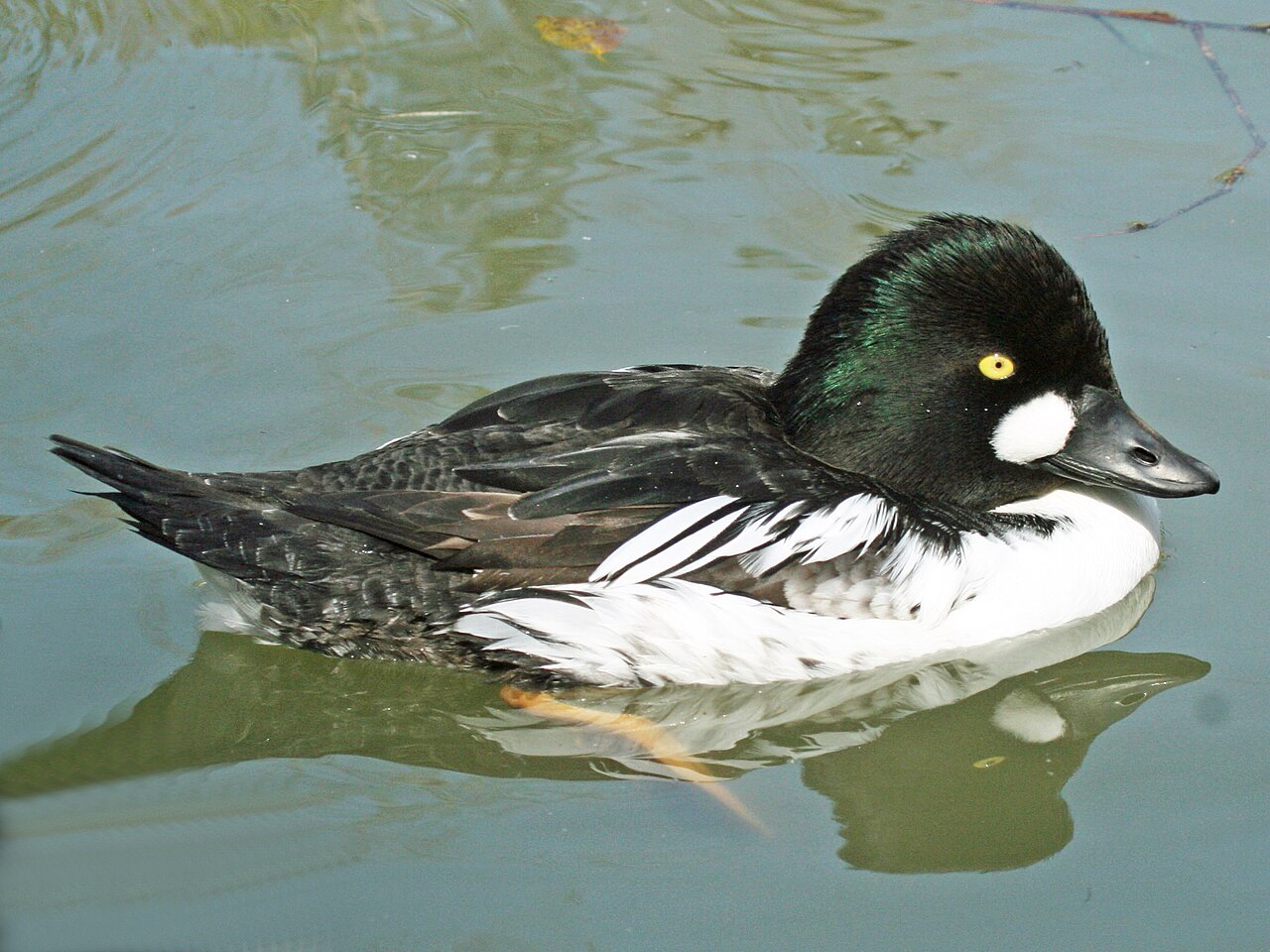 Common goldeneye
