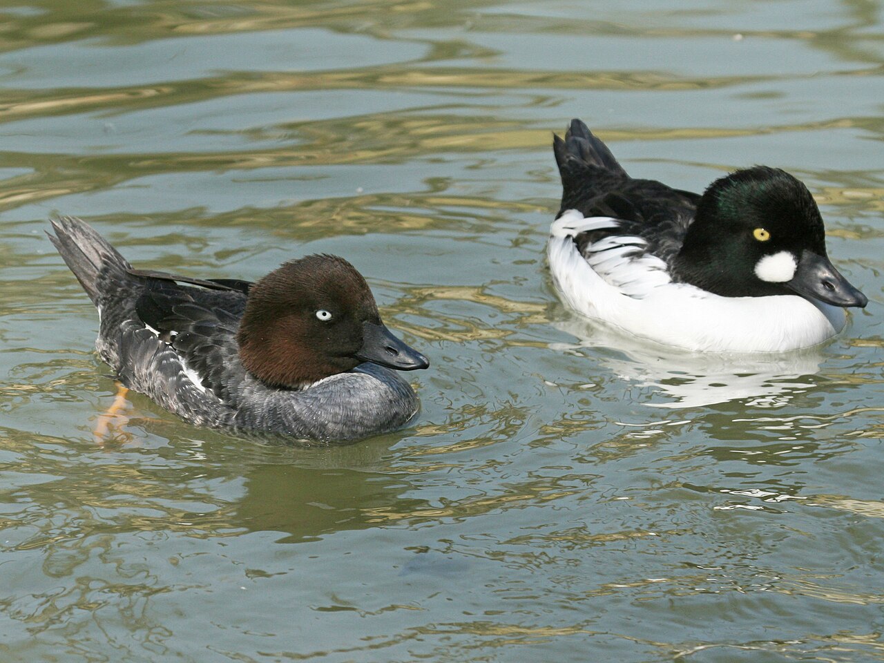 Common goldeneye