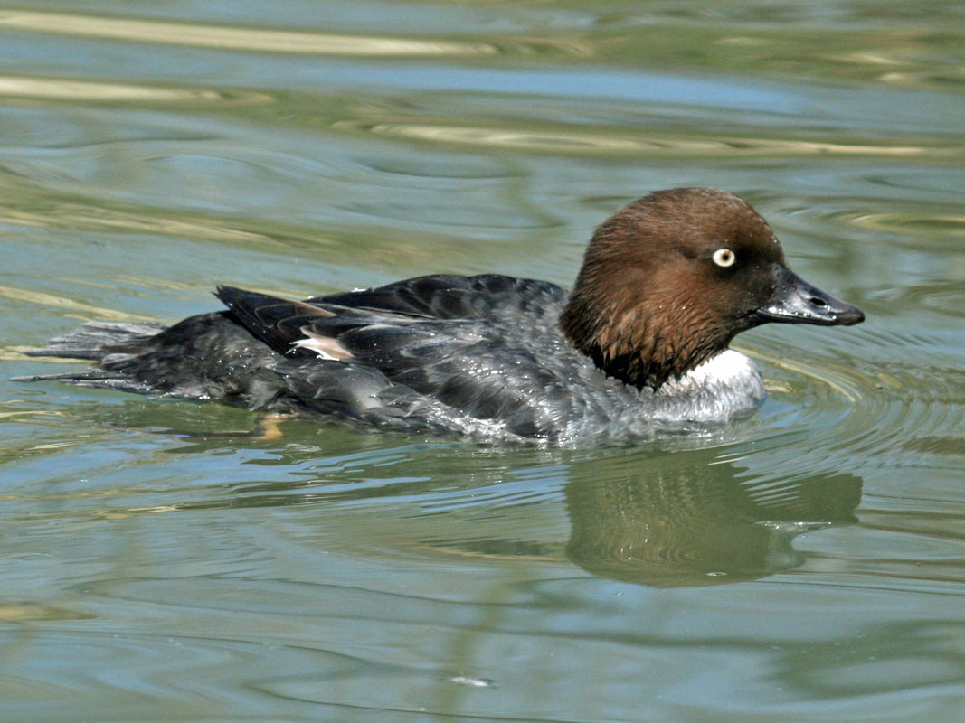 Common goldeneye