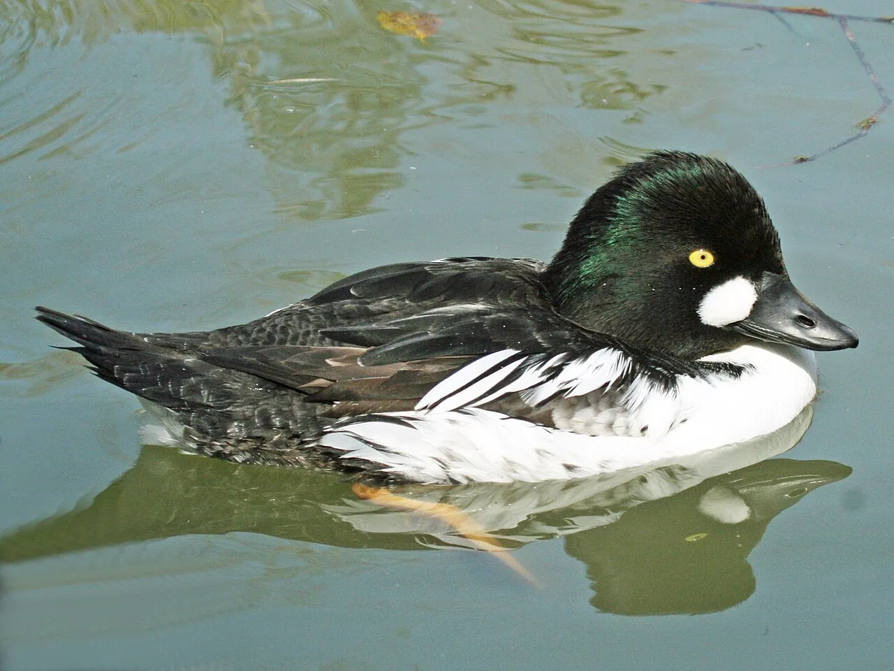Common goldeneye