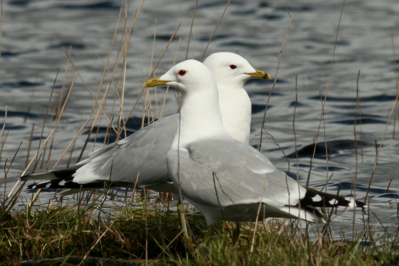 Common gull