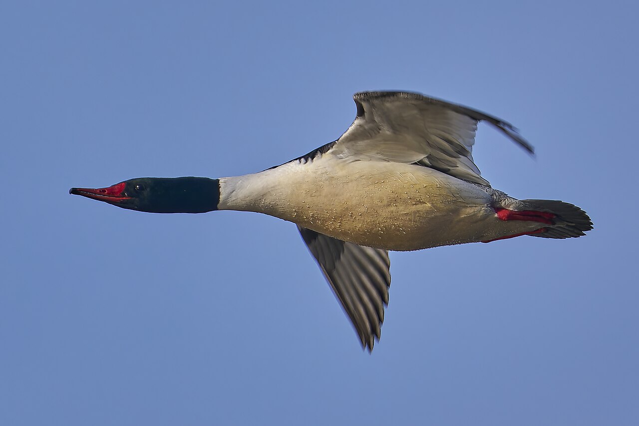 Common merganser