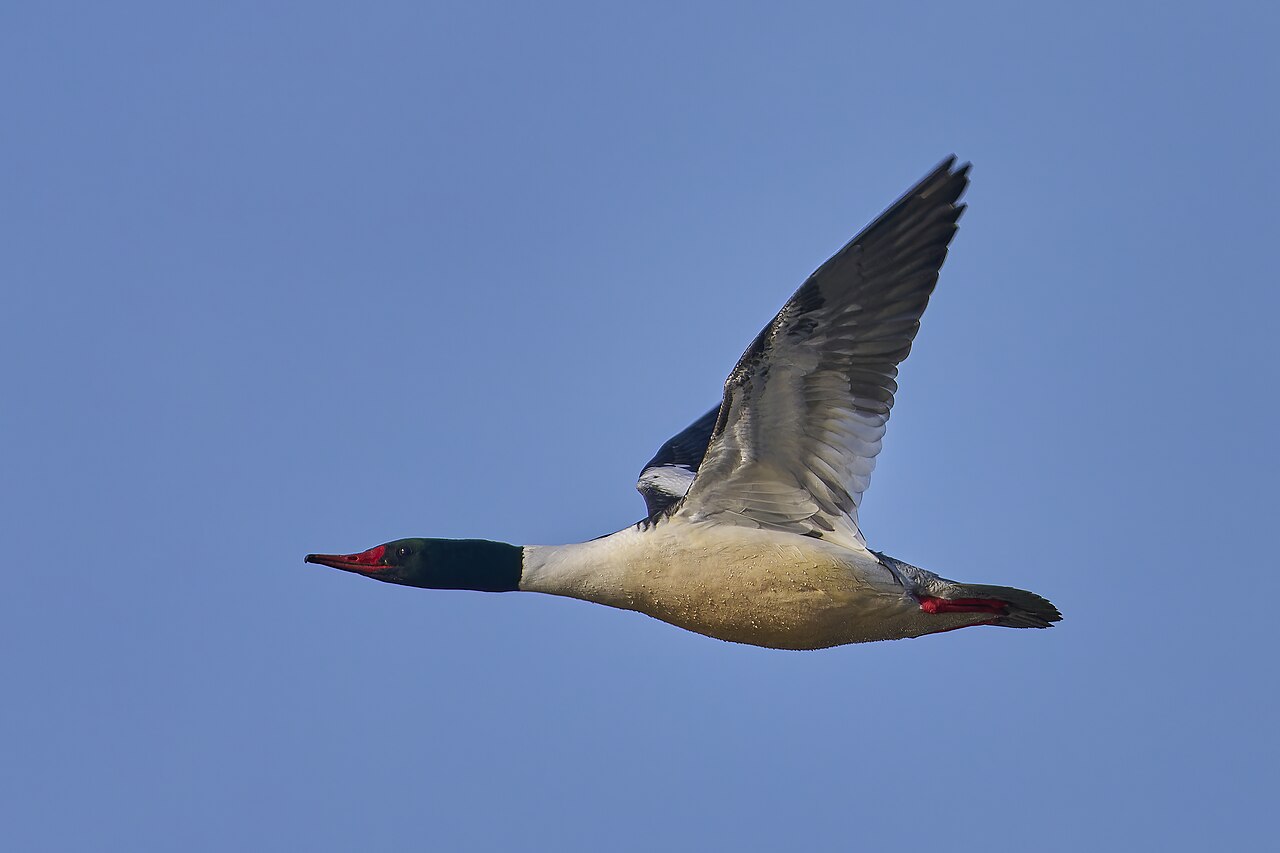 Common merganser