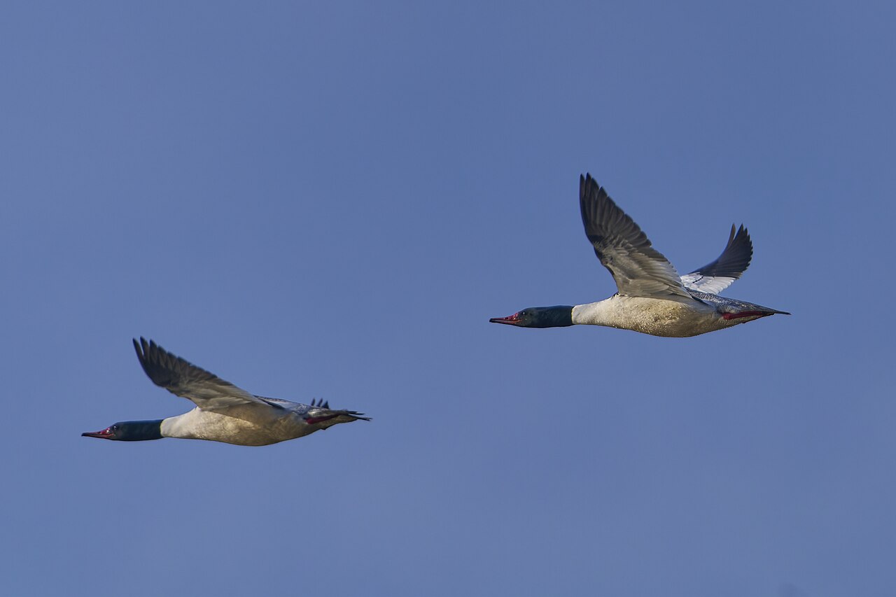Common merganser