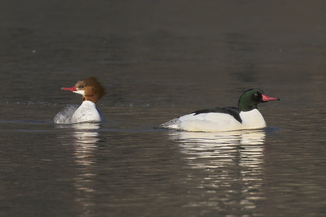 Common merganser