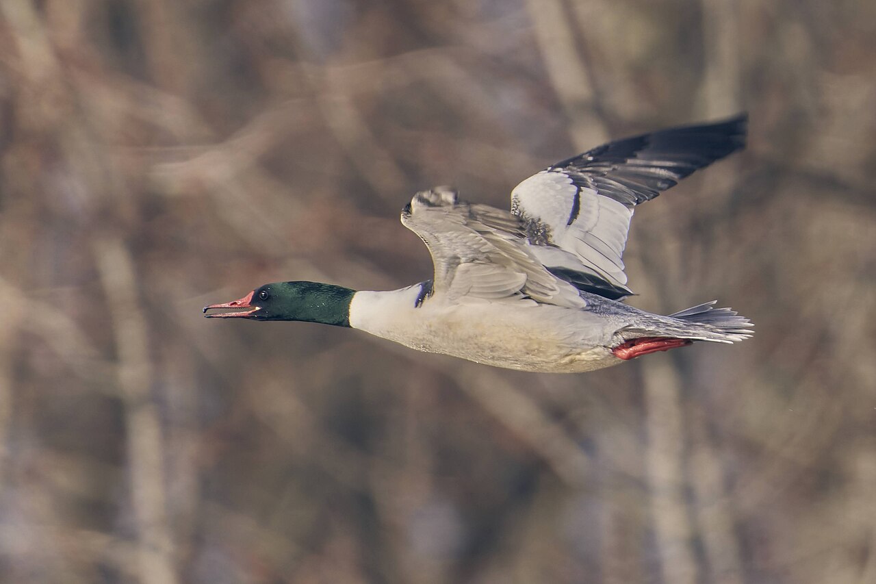 Common merganser
