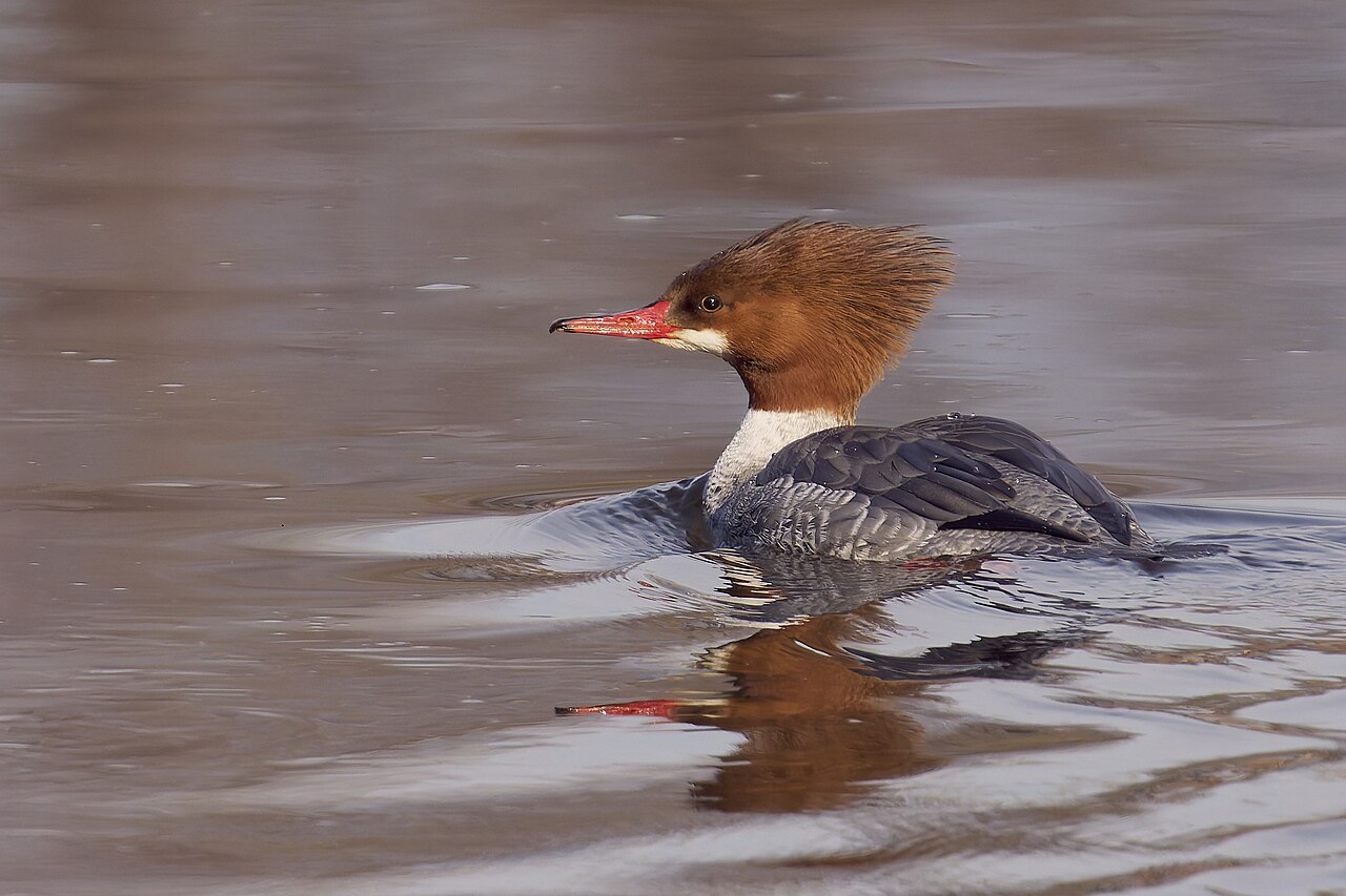 Common merganser