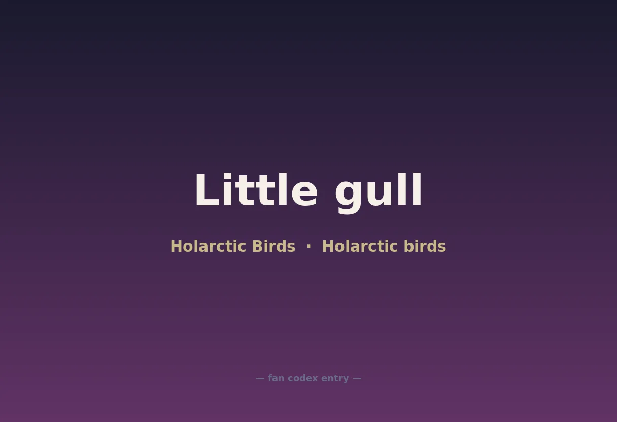 Little gull