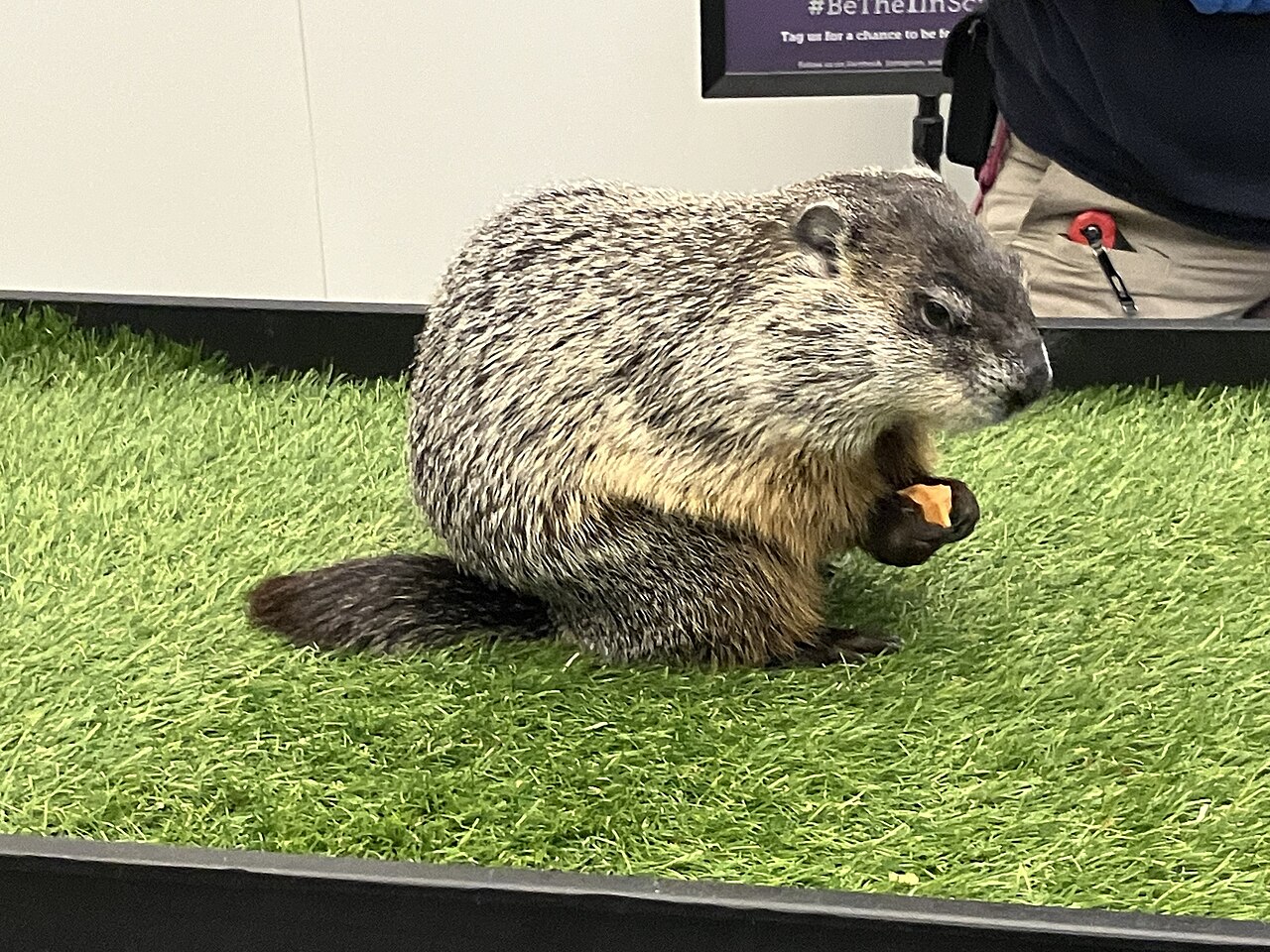 Buckeye Chuck