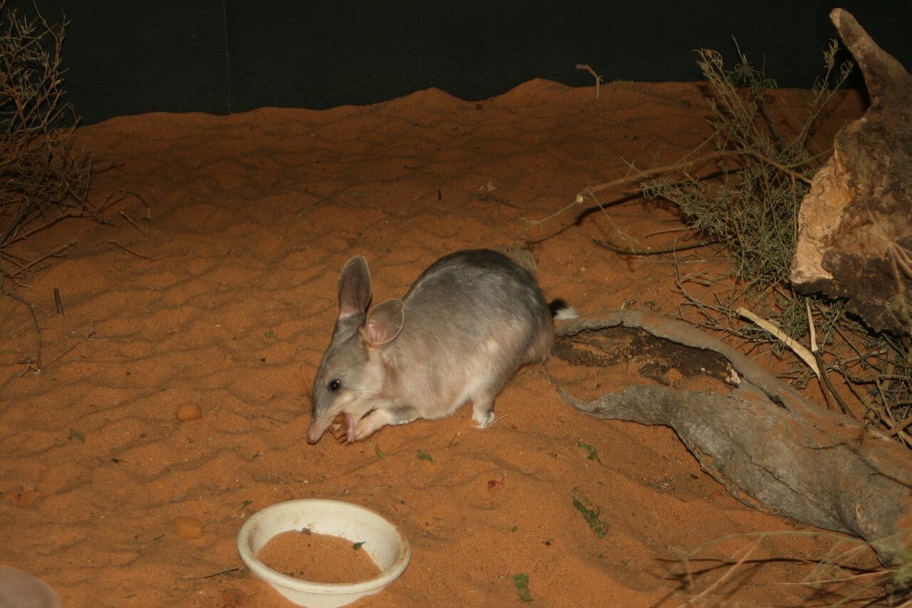 Easter Bilby