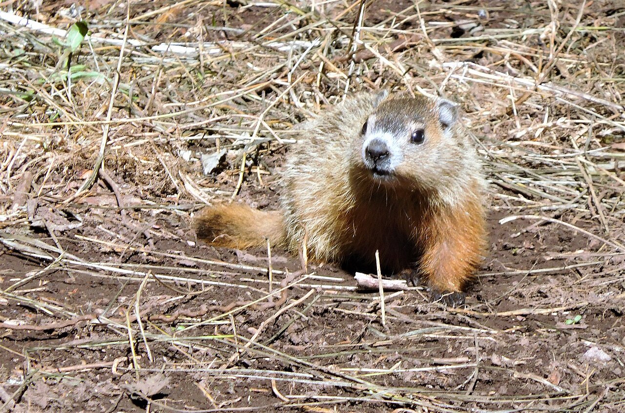 Fred la marmotte