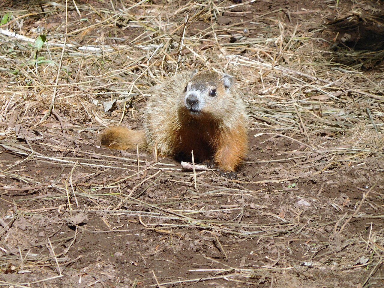 Fred la marmotte