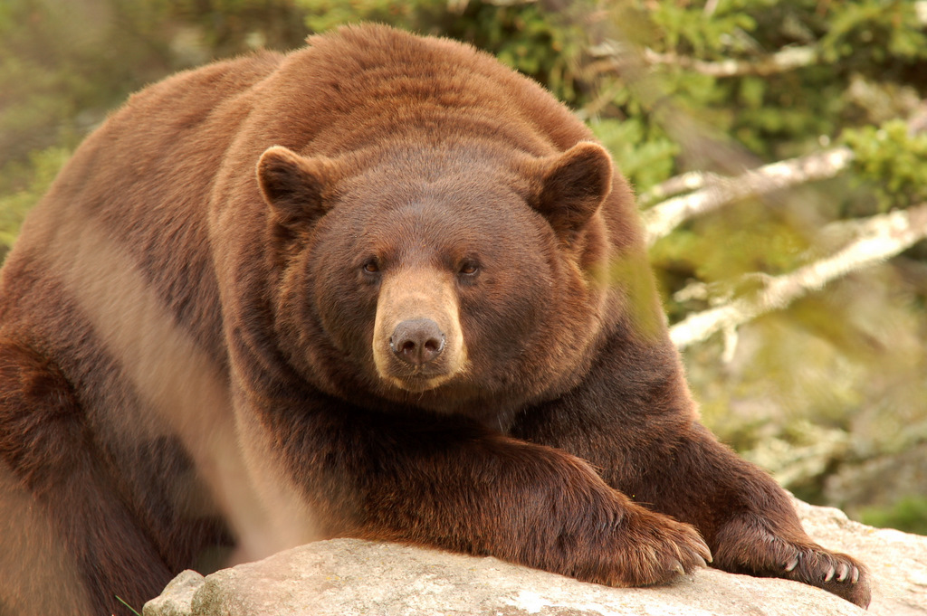 The Cinnamon Bear