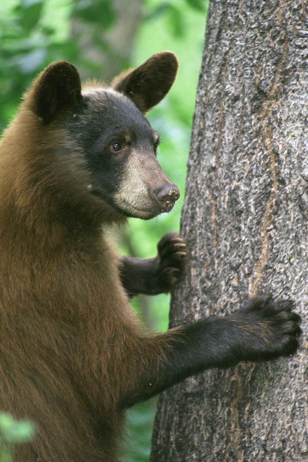 The Cinnamon Bear