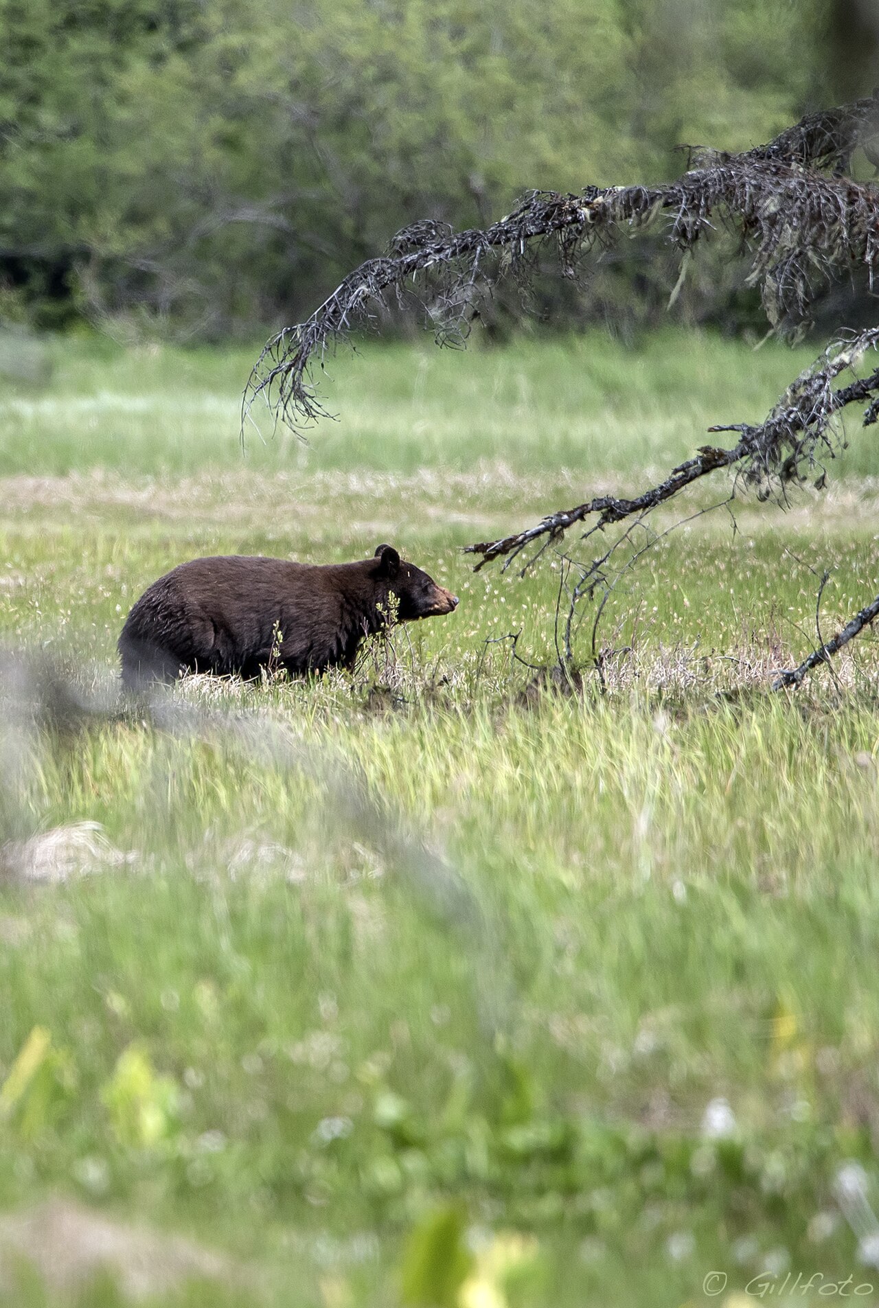 The Cinnamon Bear