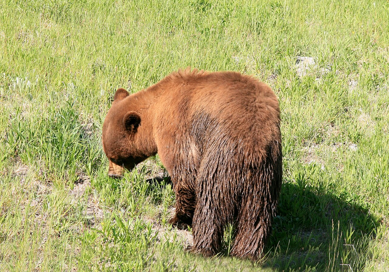 The Cinnamon Bear