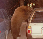 The Cinnamon Bear