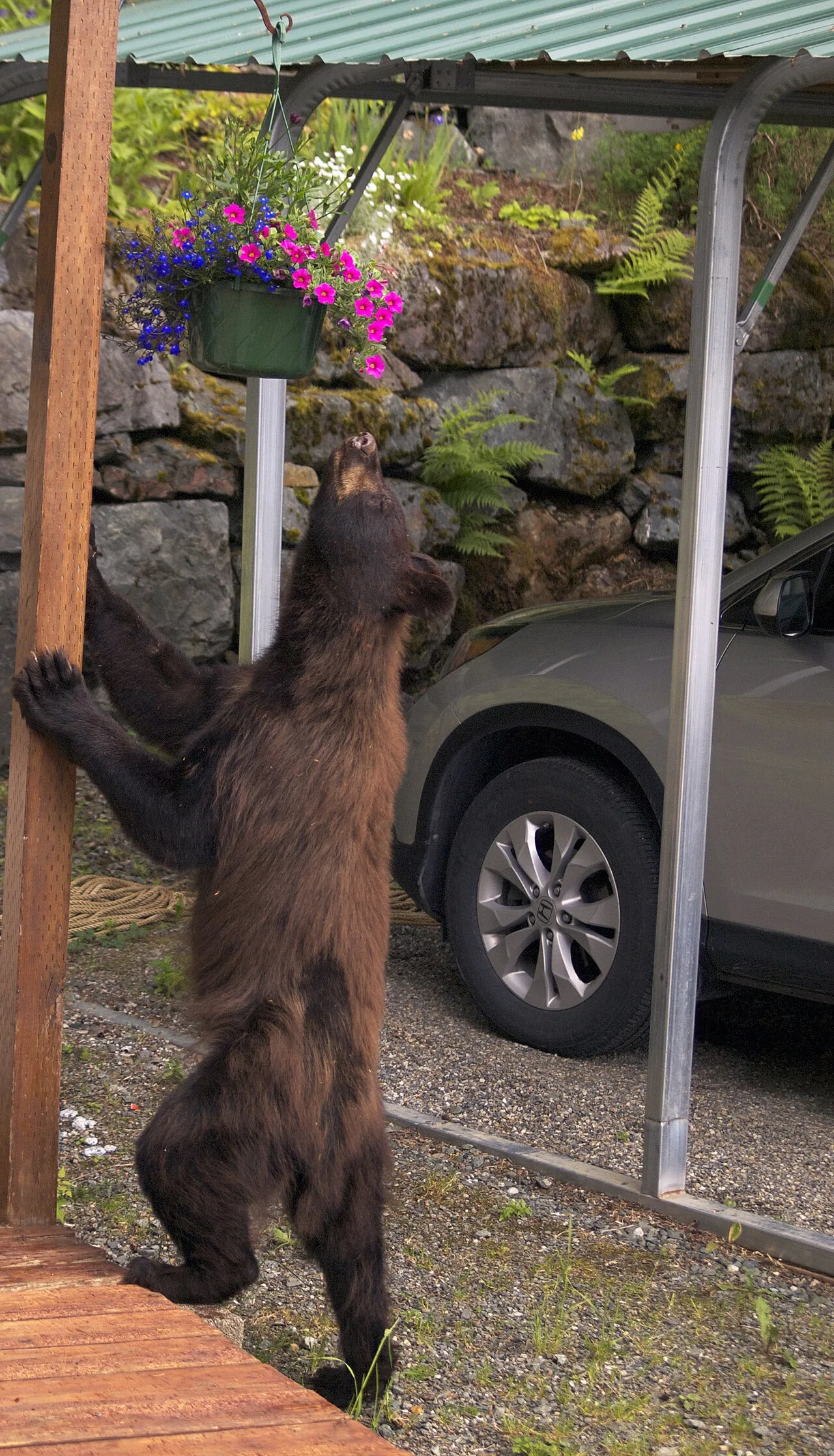 The Cinnamon Bear