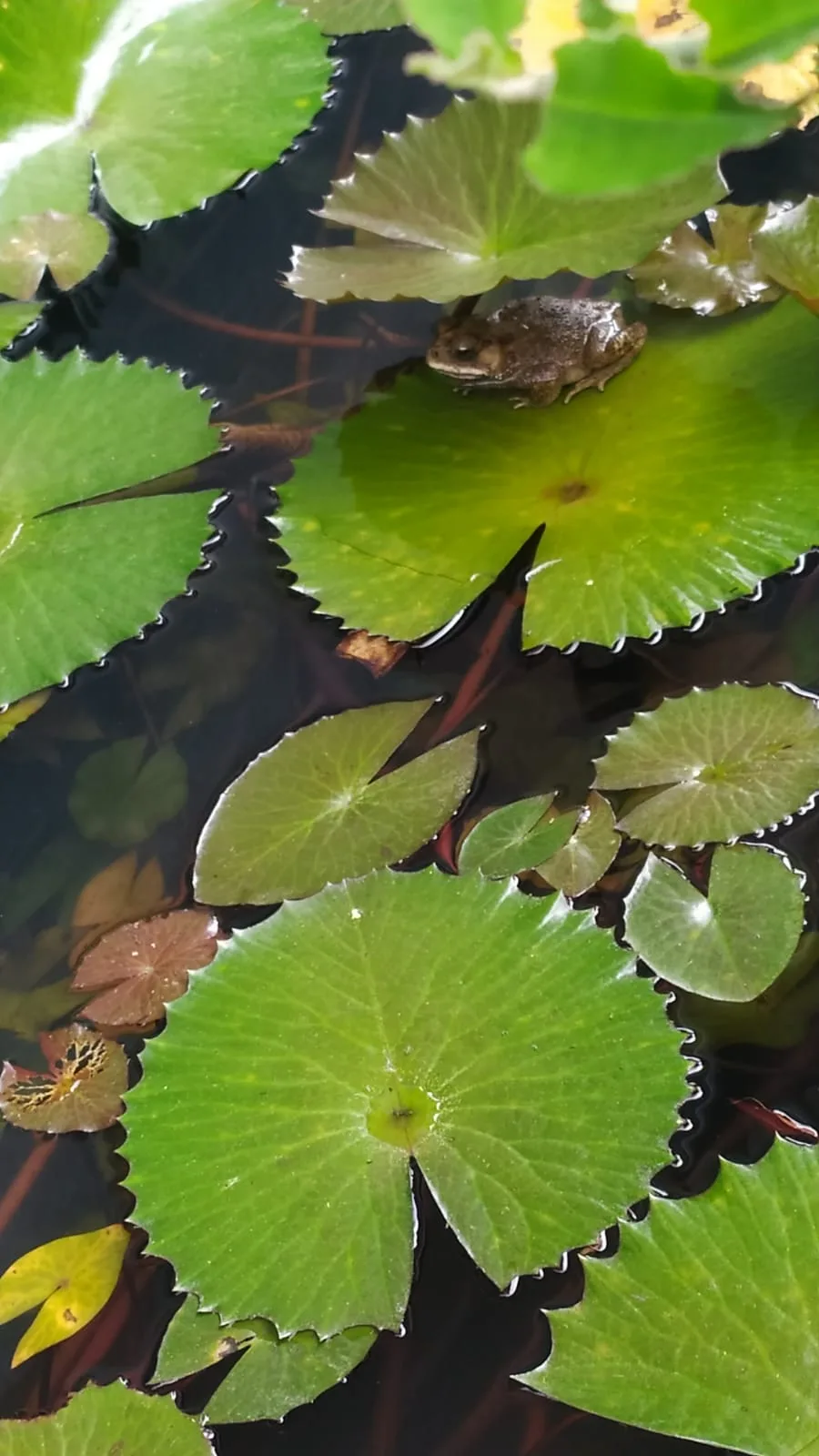 Bangkong
