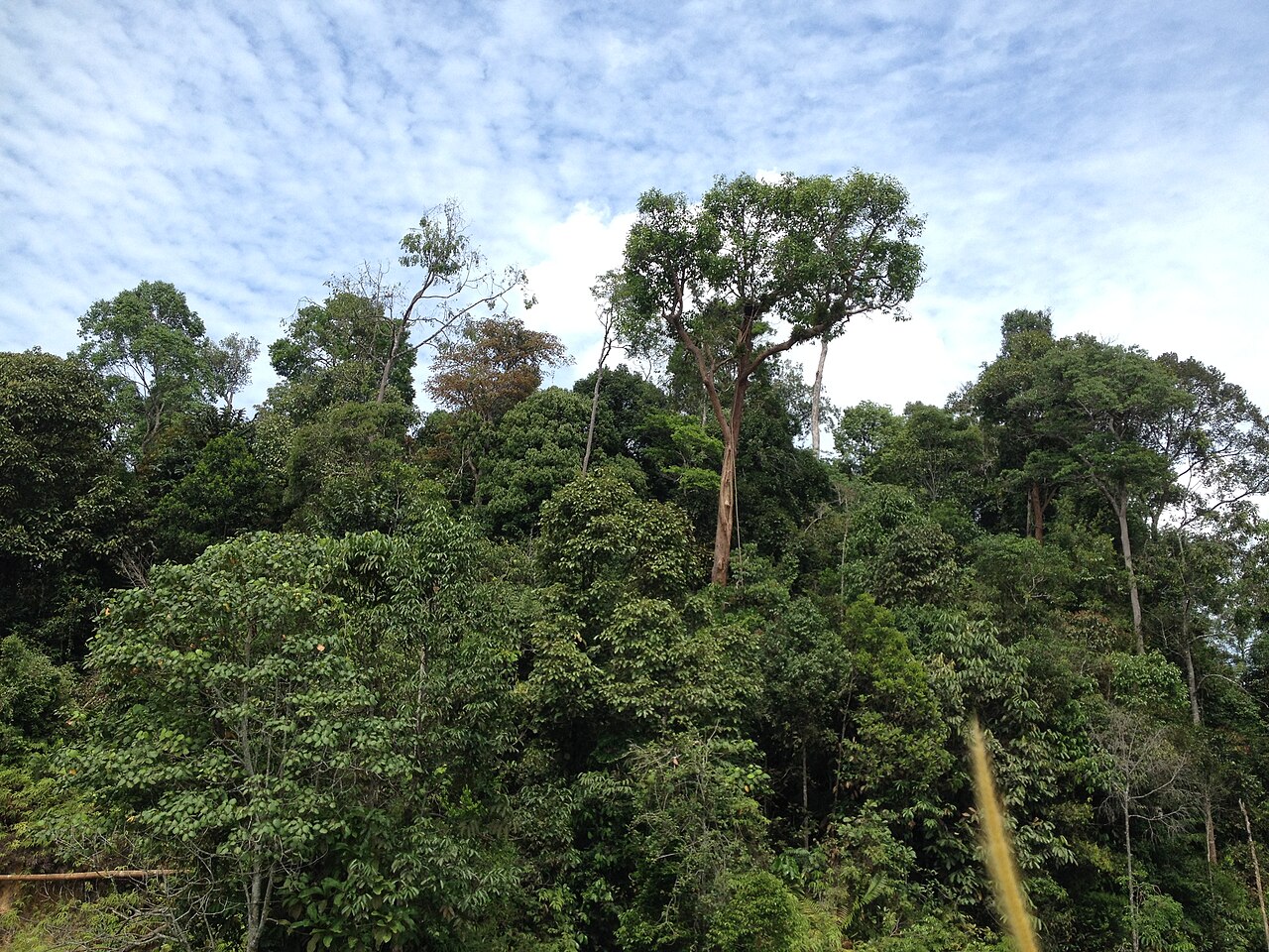 Riau