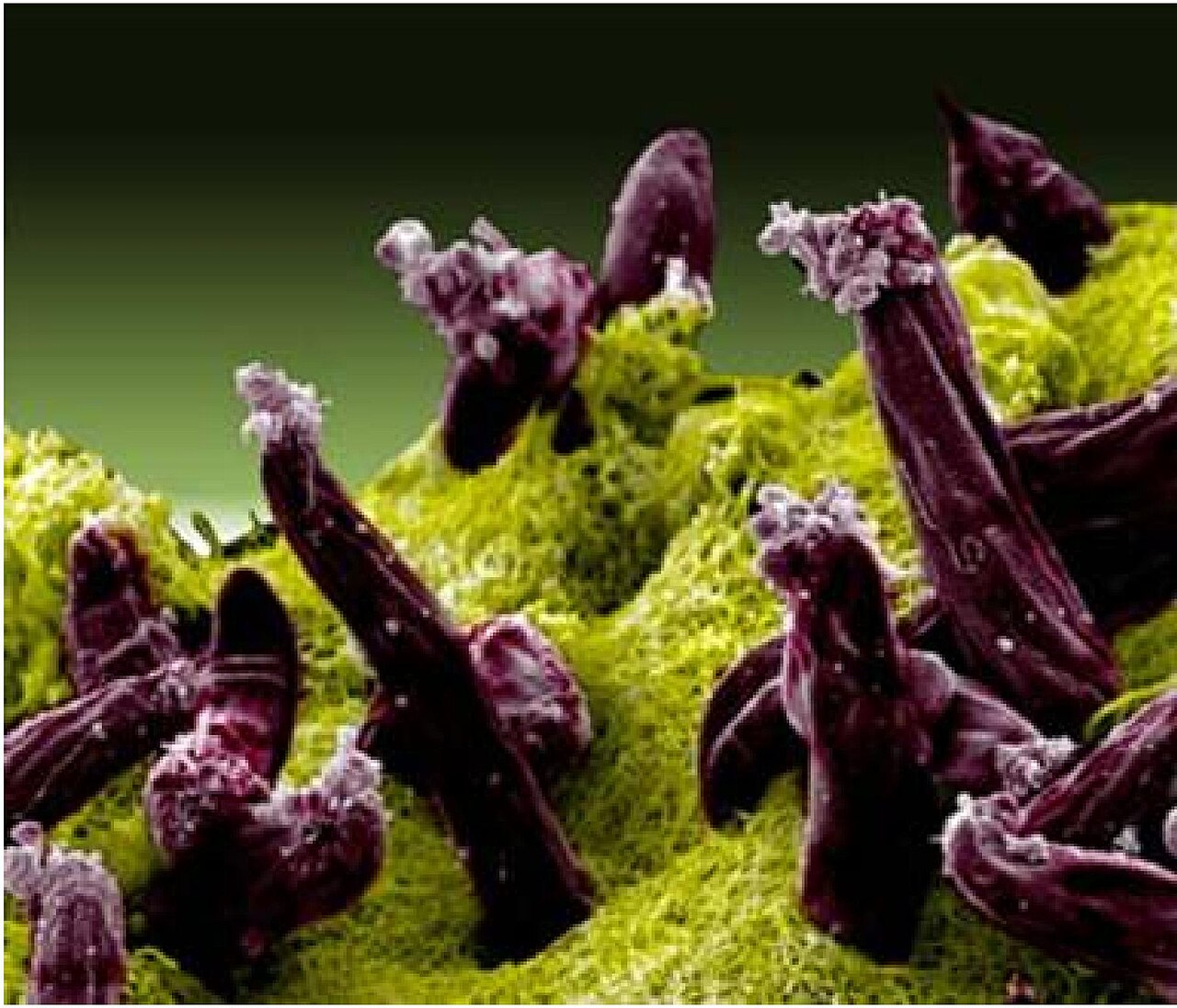 Plasmodium