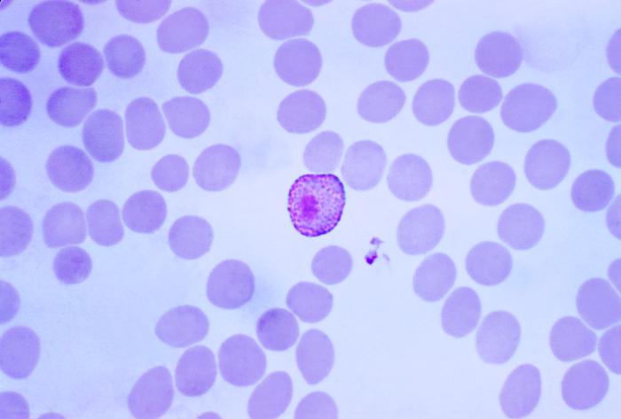 Plasmodium