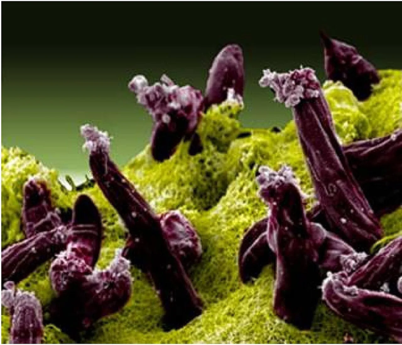 Plasmodium