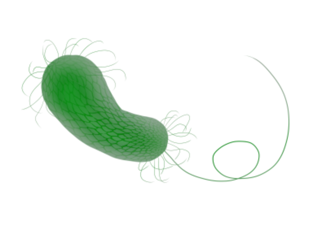 Pseudomonas aeruginosa