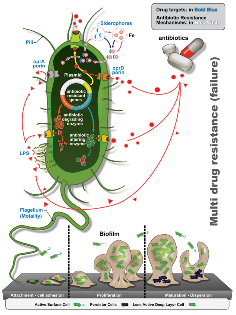 Pseudomonas aeruginosa