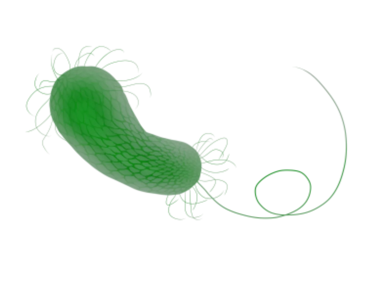 Pseudomonas aeruginosa