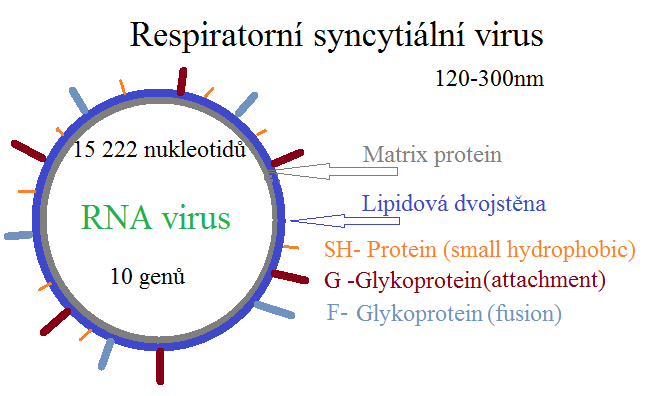 Respiratory syncytial virus