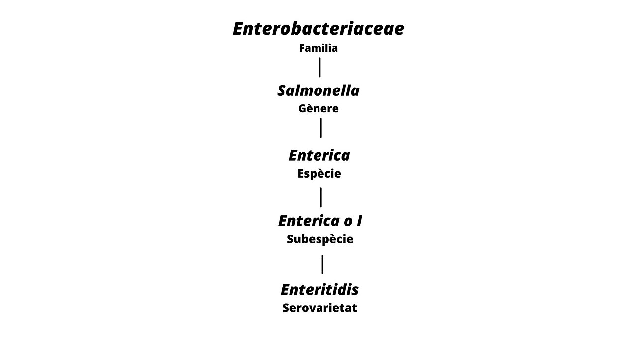 Salmonella enterica