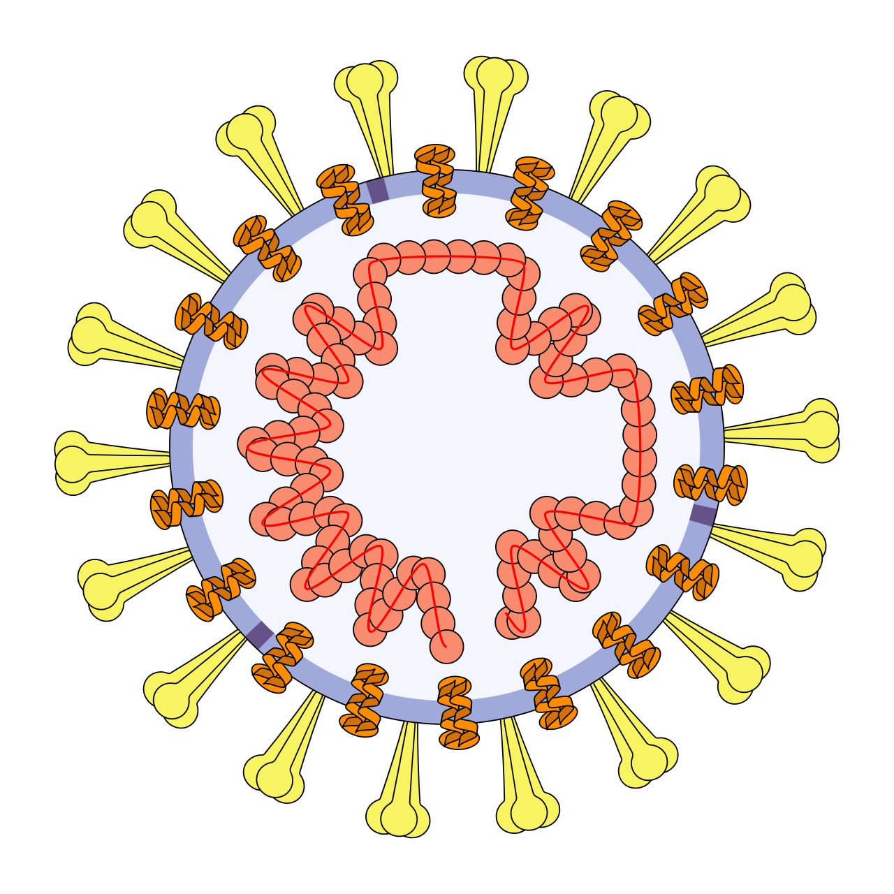 SARS-CoV-2