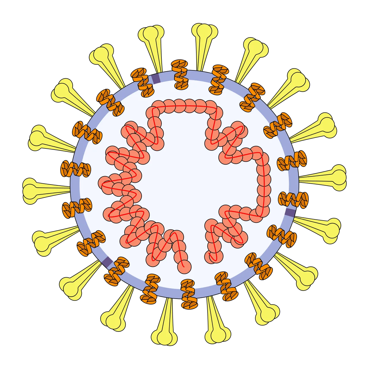 SARS-CoV-2