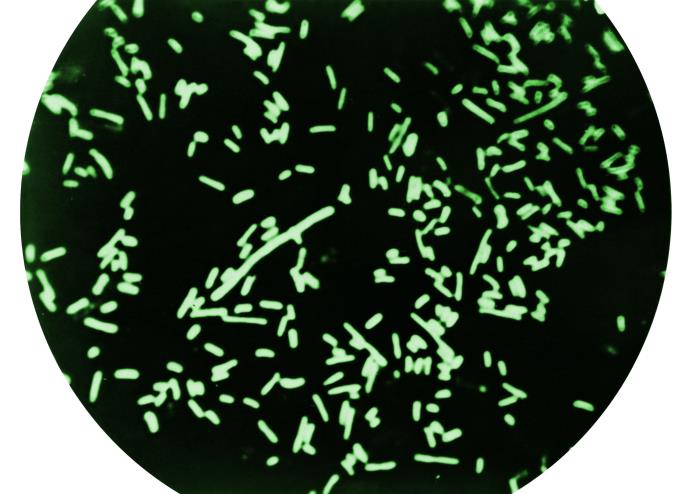 Shigella