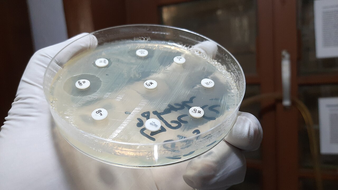 Staphylococcus aureus