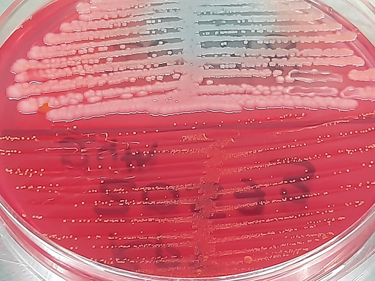 Staphylococcus