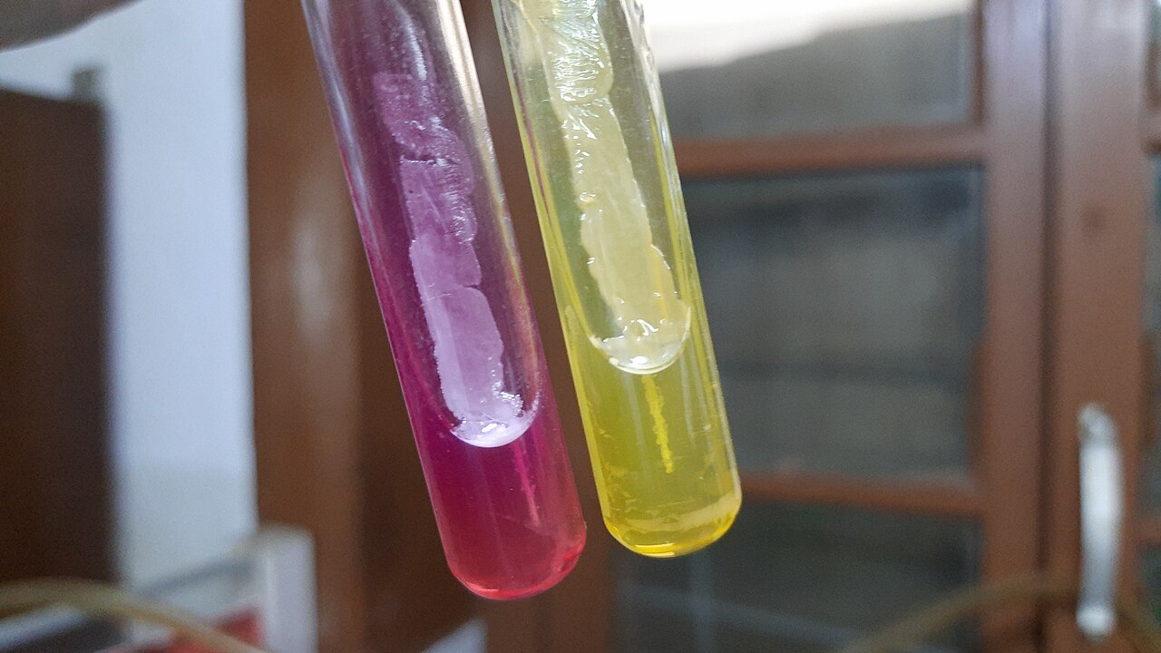 Staphylococcus