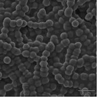 Streptococcus