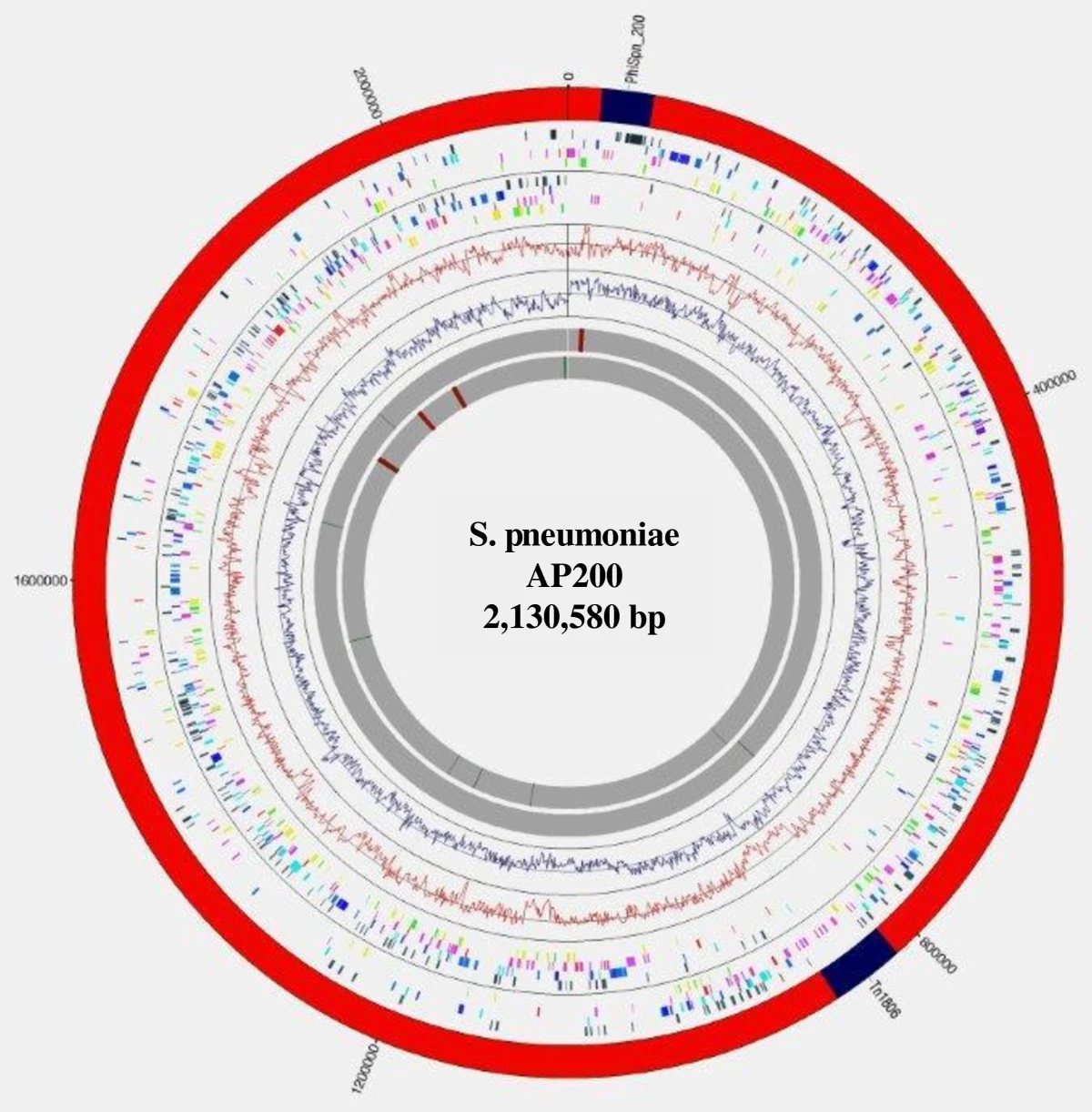 Streptococcus pneumoniae
