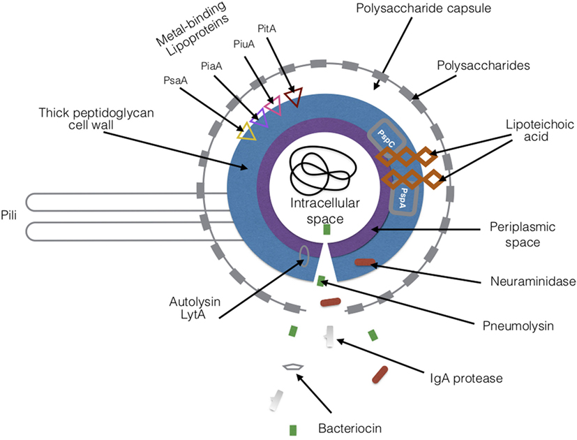 Streptococcus pneumoniae
