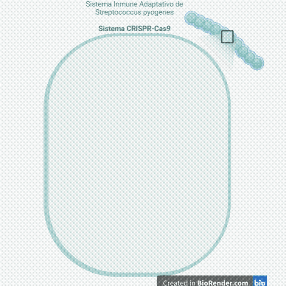 Streptococcus pyogenes