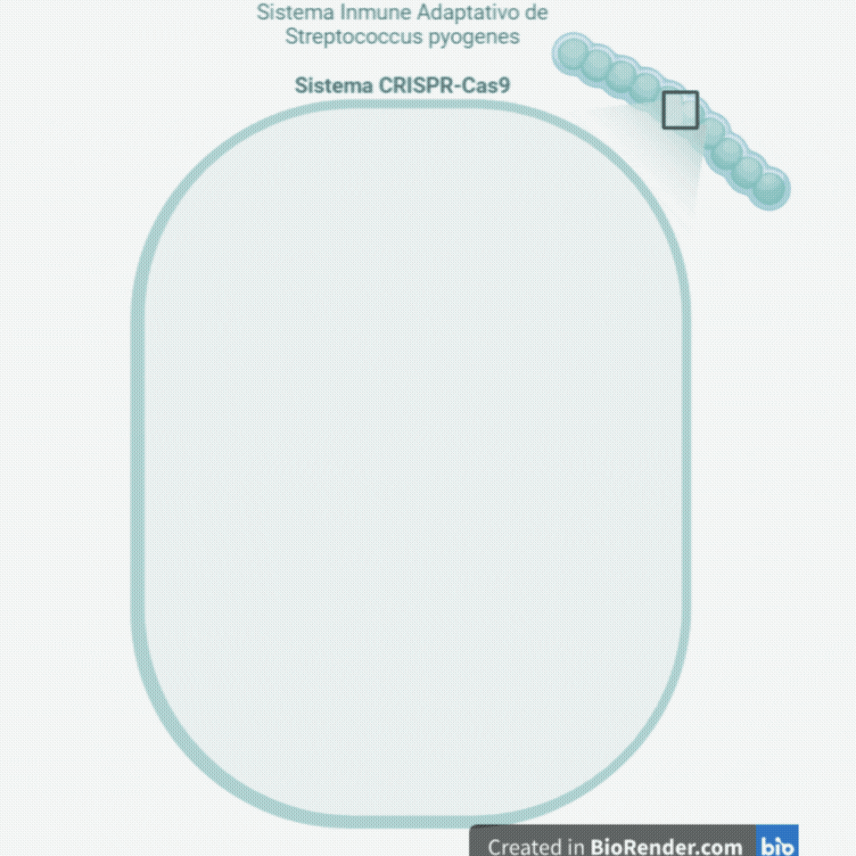 Streptococcus pyogenes