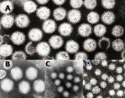 Enteritis