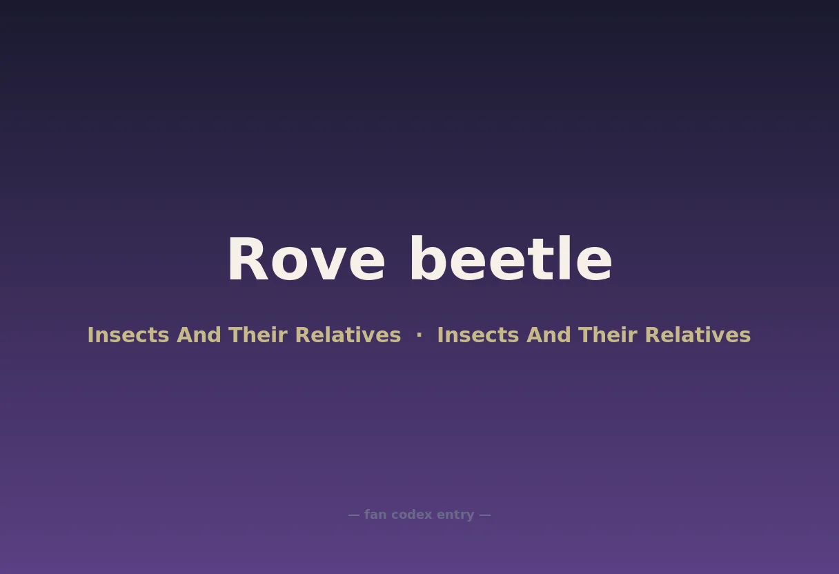 Rove beetle