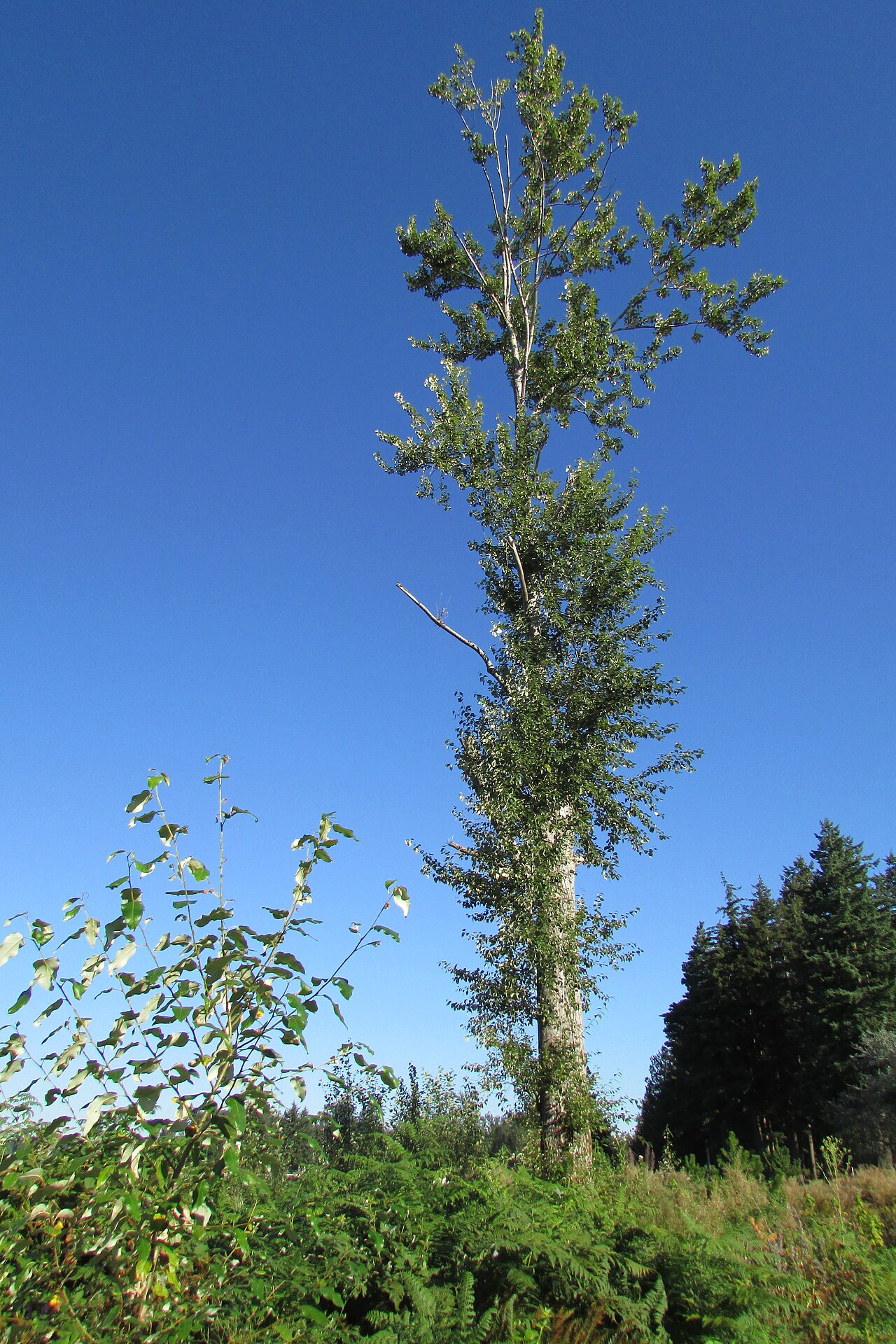Alder Lake