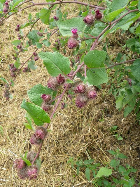 Burdock near Cray Hill Copse - geograph.org.uk